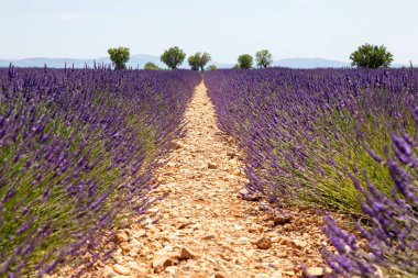 çiçek açması lavanta alanları, Fransa 